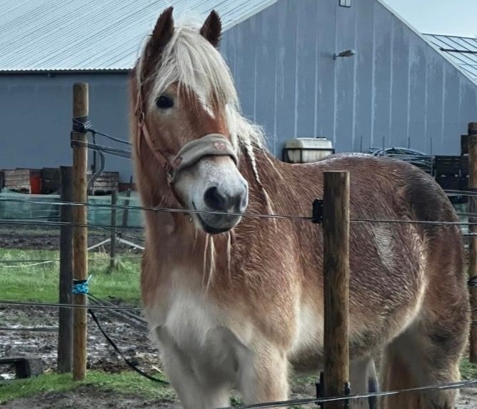 Haflinger recreatie pony Merrie 17 jaar Vos te koop - Foto 3
