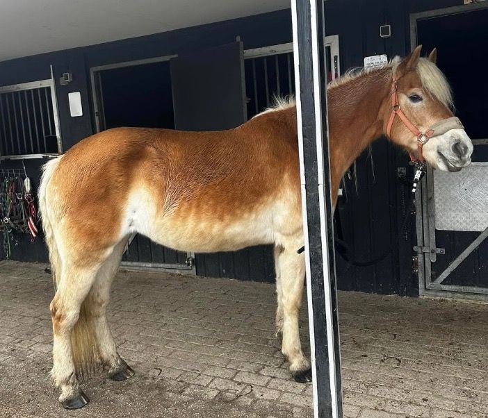 Haflinger recreatie pony Merrie 17 jaar Vos te koop - Foto 2