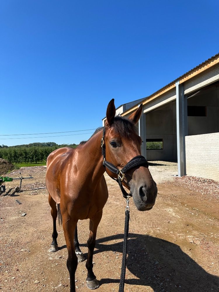 Zangersheide springpaard Merrie 7 jaar Bruin te koop - Foto 2