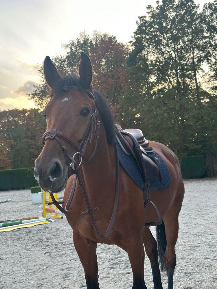 Zangersheide springpaard Merrie 7 jaar Bruin te koop - Hoofdfoto