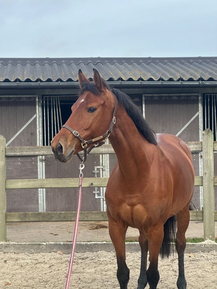 Zangersheide springpaard Merrie 7 jaar Bruin te koop - Foto 3
