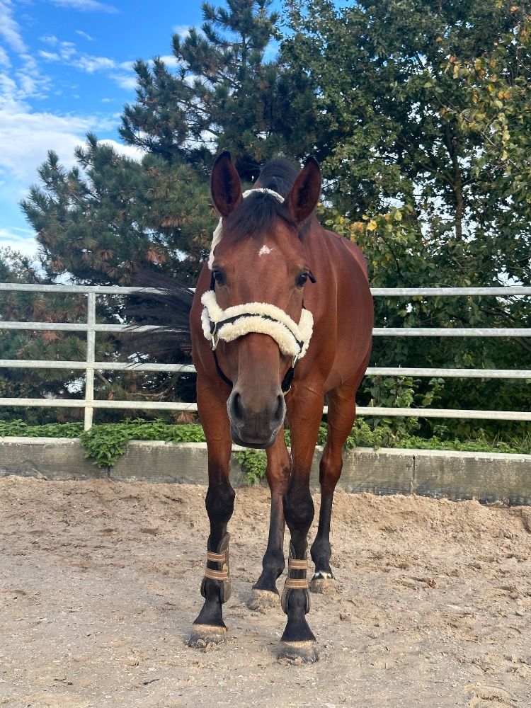 Zangersheide springpaard Merrie 7 jaar Bruin te koop - Foto 4