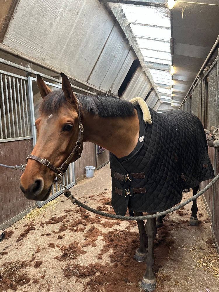 Zangersheide springpaard Merrie 7 jaar Bruin te koop - Foto 5
