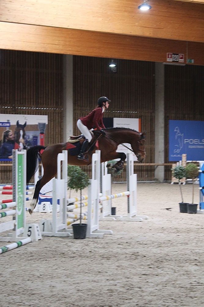 BWP springpaard Hengst 4 歳 Bruin 売り出し中 - 写真 2