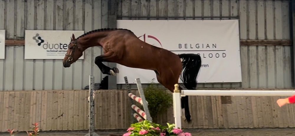 BWP springpaard Hengst 4 歳 Bruin 売り出し中 - 写真 5