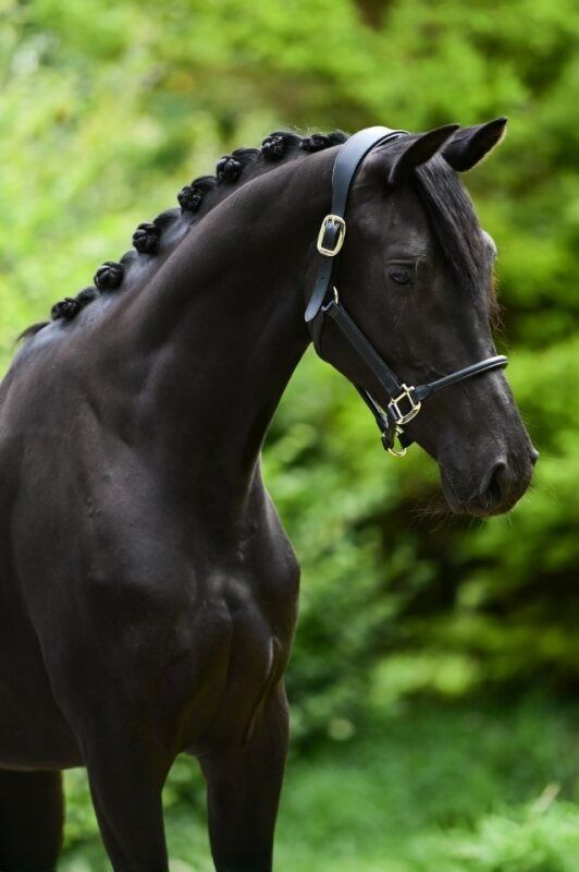KWPN dressuurpaard Merrie 2 jaar Zwart te koop - Foto 2