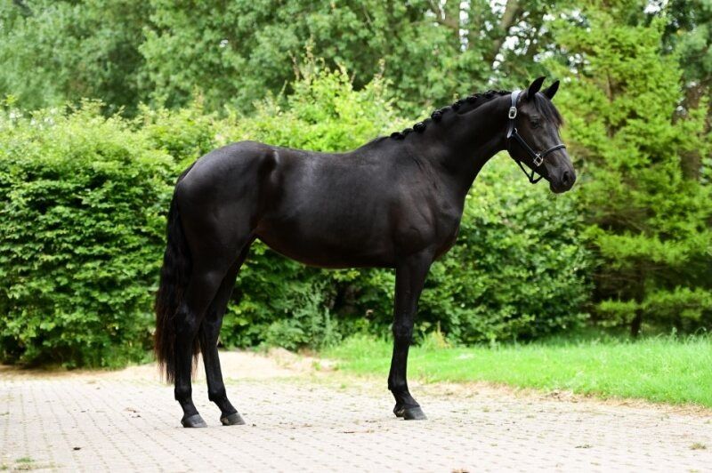 KWPN dressuurpaard Merrie 2 jaar Zwart te koop - Foto 3