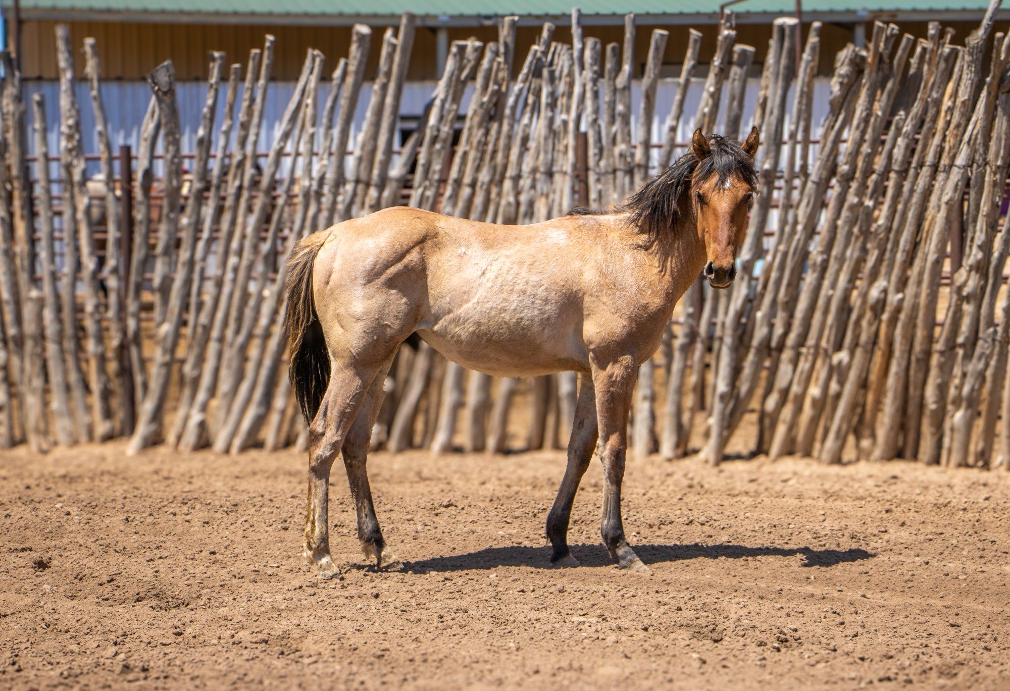 quarter-horse western-paard hengst 1 Jahre alt zu verkaufen - Hauptfoto