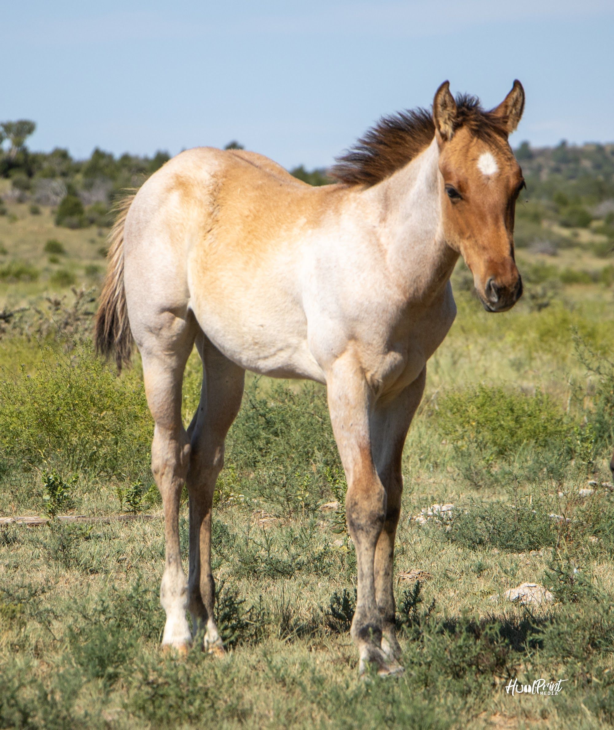 quarter-horse western-paard hengst 1 Jahre alt zu verkaufen - Foto 2