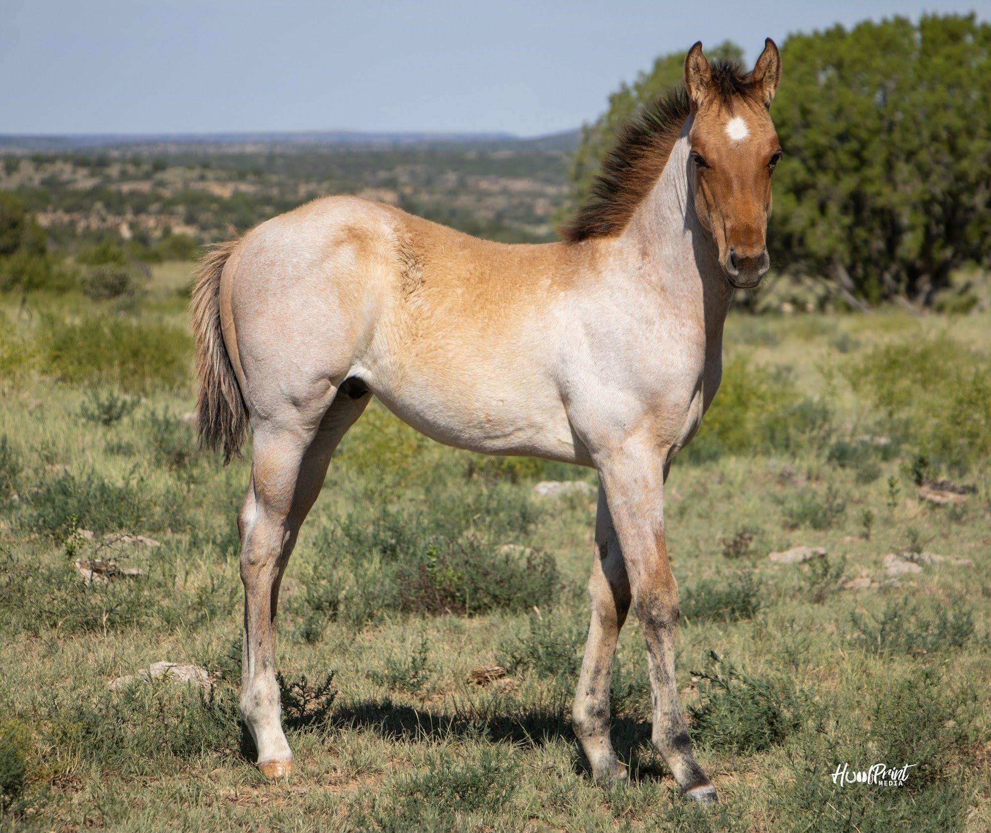 quarter-horse western-paard hengst 1 Jahre alt zu verkaufen - Foto 3