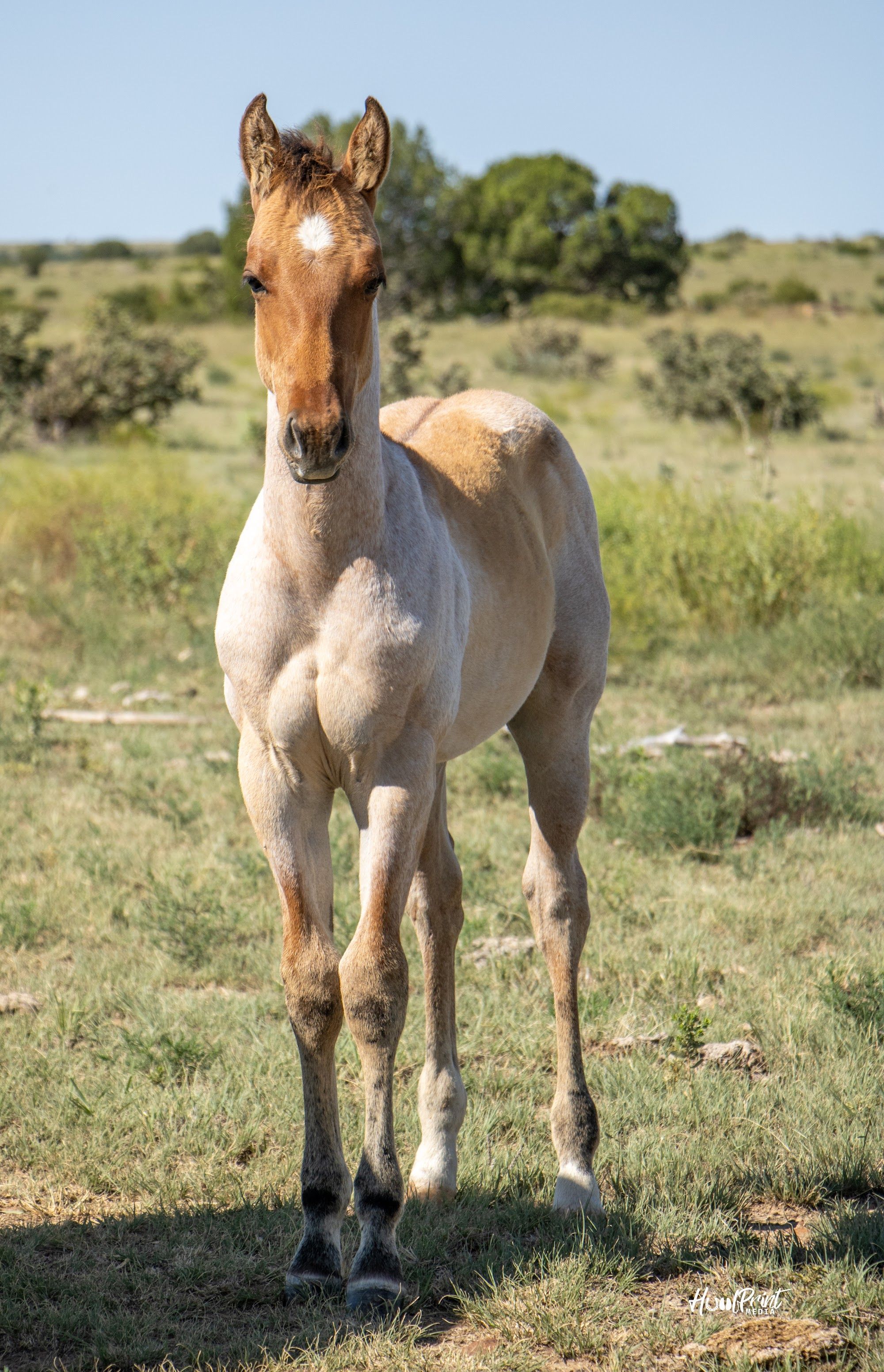quarter-horse western-paard hengst 1 Jahre alt zu verkaufen - Foto 4