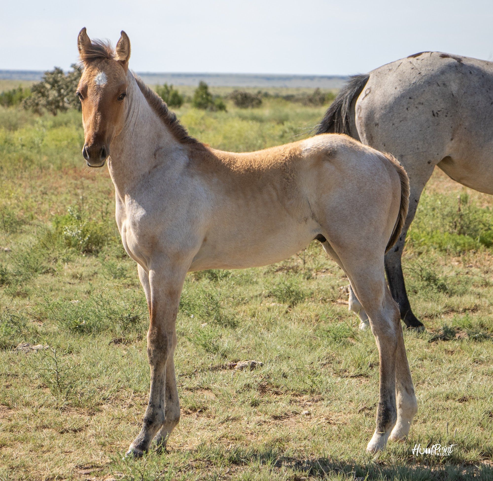 quarter-horse western-paard hengst 1 Jahre alt zu verkaufen - Foto 5