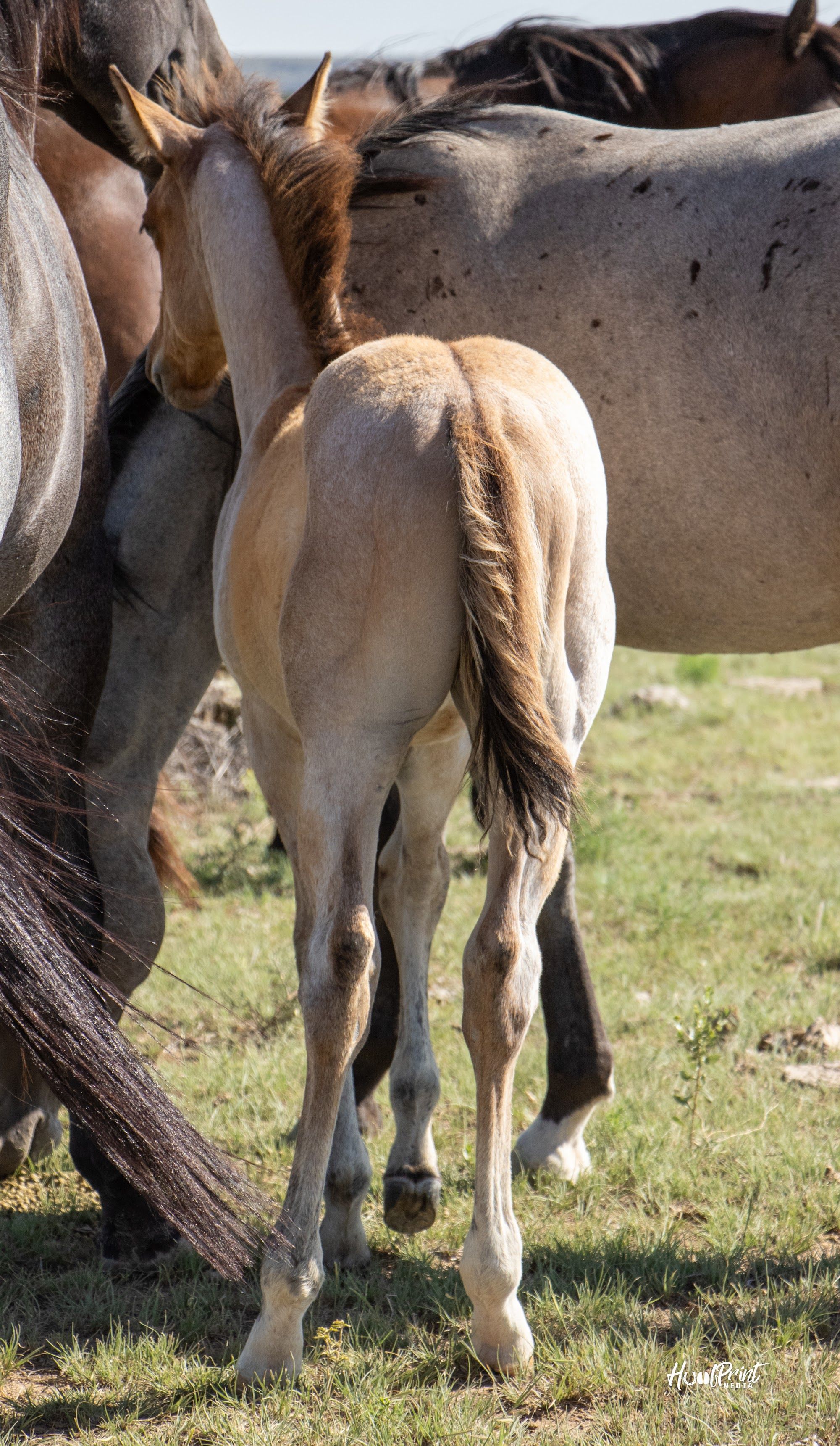 quarter-horse western-paard hengst 1 Jahre alt zu verkaufen - Foto 6