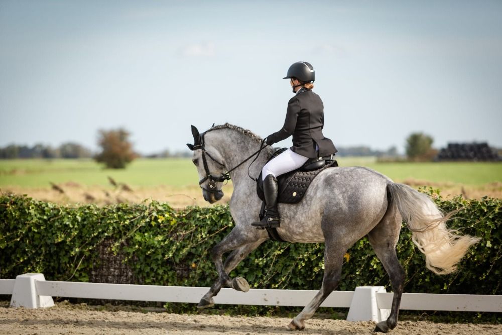 PRE dressuurpaard Ruin 7 jaar Schimmel te koop - Foto 4