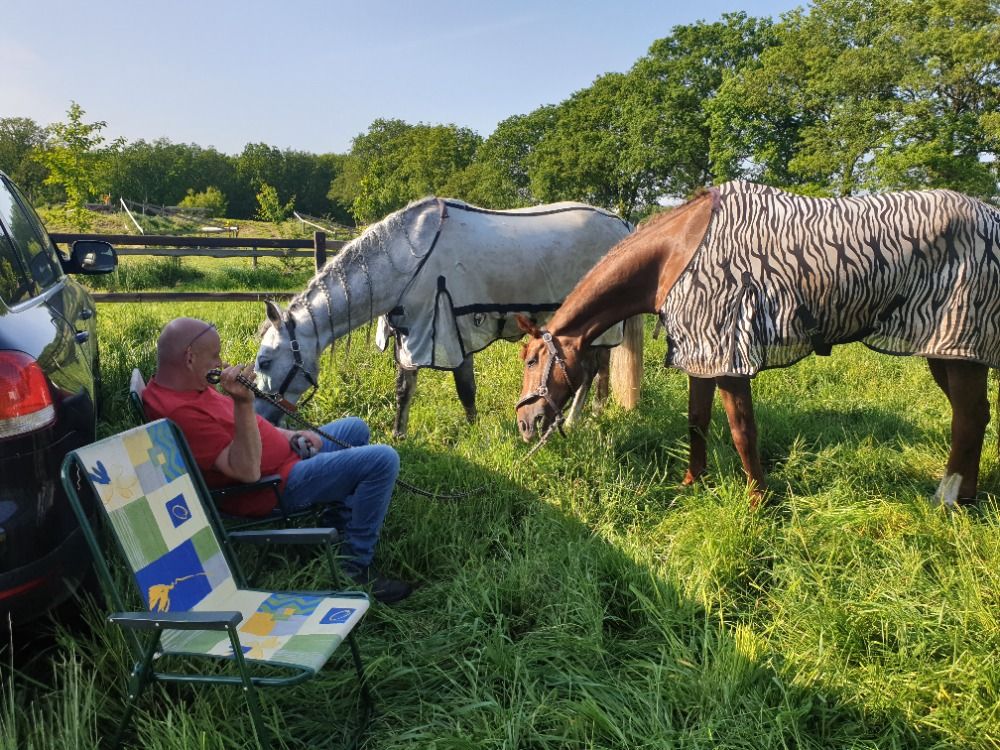 PRE dressuurpaard Ruin 7 jaar Schimmel te koop - Foto 3