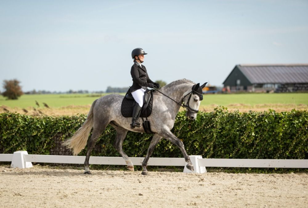 PRE dressuurpaard Ruin 7 jaar Schimmel te koop - Foto 5