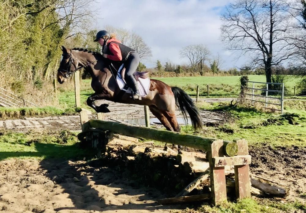 Connemara allround-pony Merrie 4 jaar Bruin te koop - Foto 6