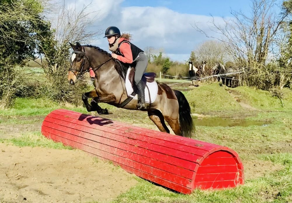 Dakota a gorgeous show/dressage pony!