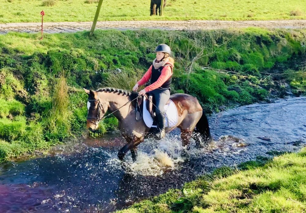 Connemara allround-pony Merrie 4 jaar Bruin te koop - Foto 4