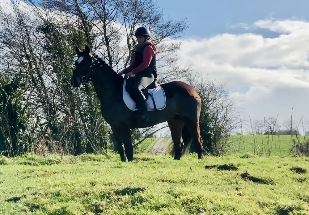 Connemara allround-pony Merrie 4 jaar Bruin te koop - Foto 5