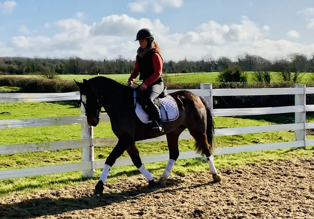 Connemara allround-pony Merrie 4 jaar Bruin te koop - Foto 2