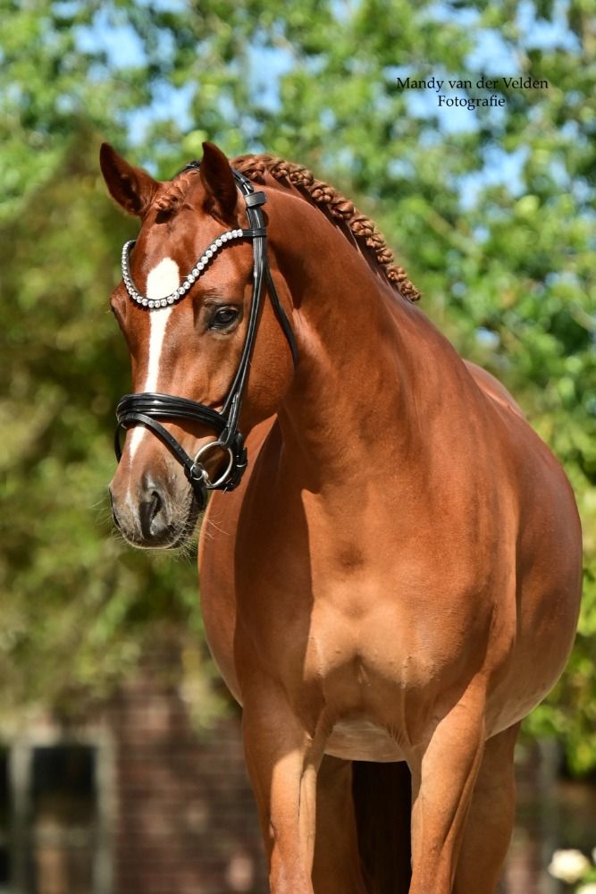 Welsh allround-pony Ruin 6 Jahre alt Bruin zu verkaufen - Foto 2