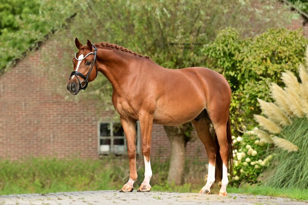 Welsh allround-pony Ruin 6 Jahre alt Bruin zu verkaufen - Foto 3
