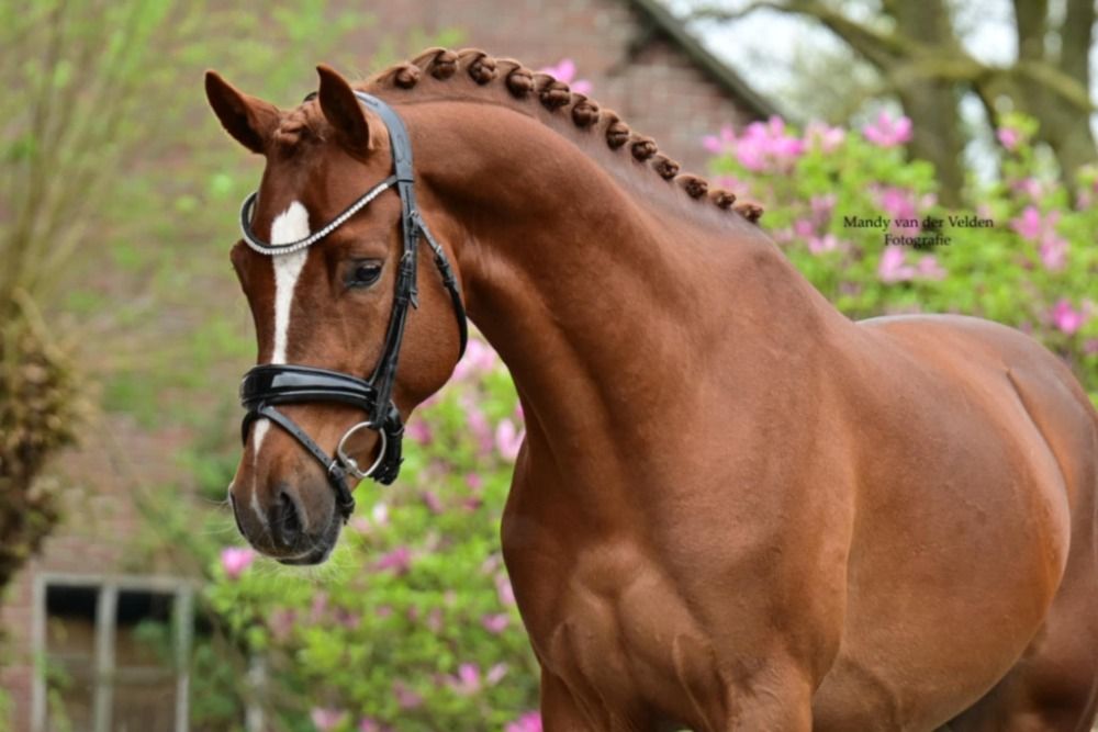 💎 Ganz tolles 5-jähriges NWR D-Pony 💎