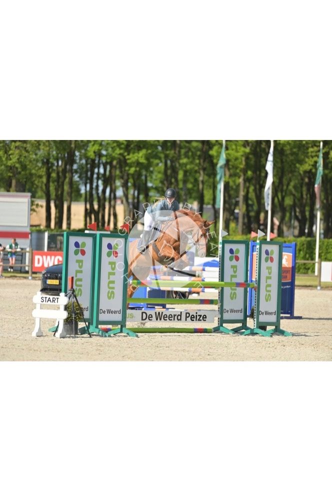 Iers sportpaard springpaard Ruin 14 jaar Vos te koop - Foto 5