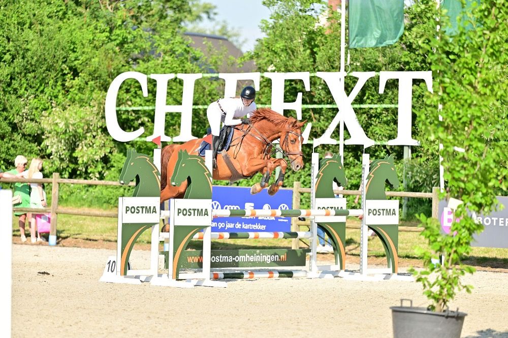 Iers sportpaard springpaard Ruin 14 jaar Vos te koop - Foto 6