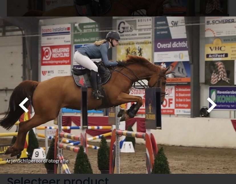 Iers sportpaard springpaard Ruin 14 jaar Vos te koop - Foto 4