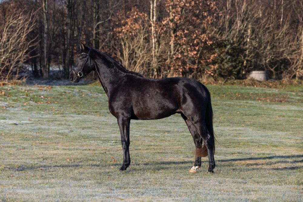 Deens warmbloed dressuurpaard Ruin 3 jaar Zwart te koop - Foto 2