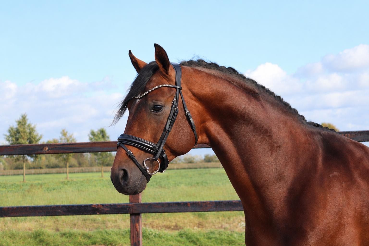 dressuurpaard hengst 3 años en venta - Foto 3