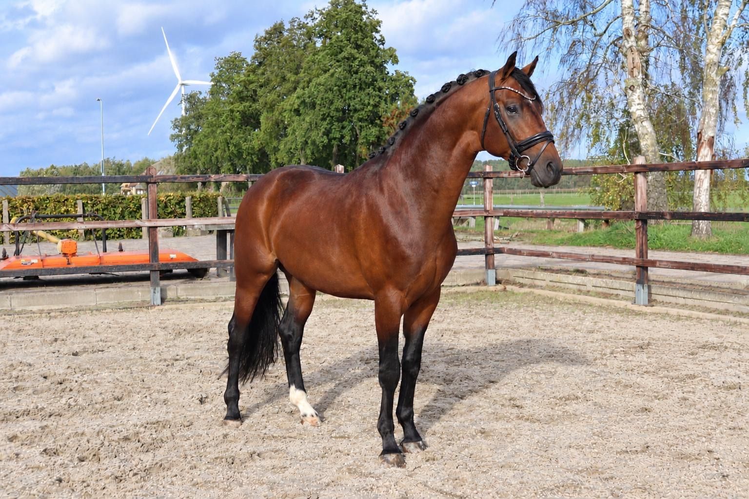Trevor, Dressurhest, Hingst, 3 år