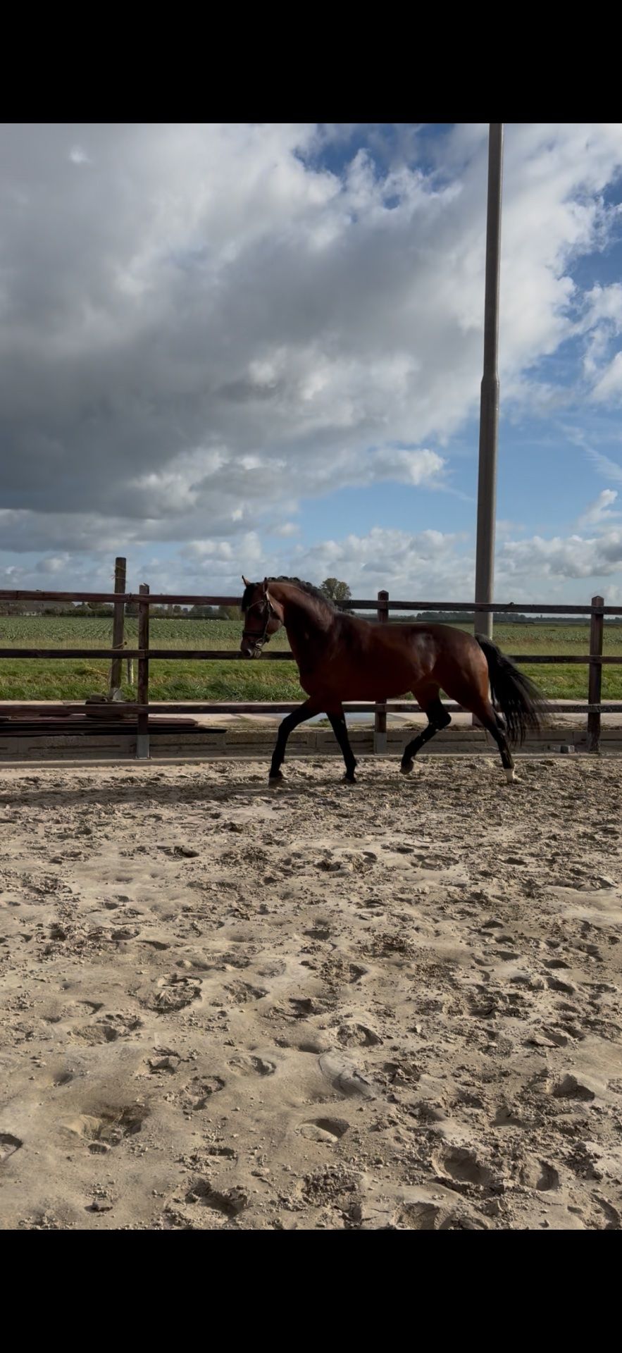 dressuurpaard hengst 3 años en venta - Foto 2