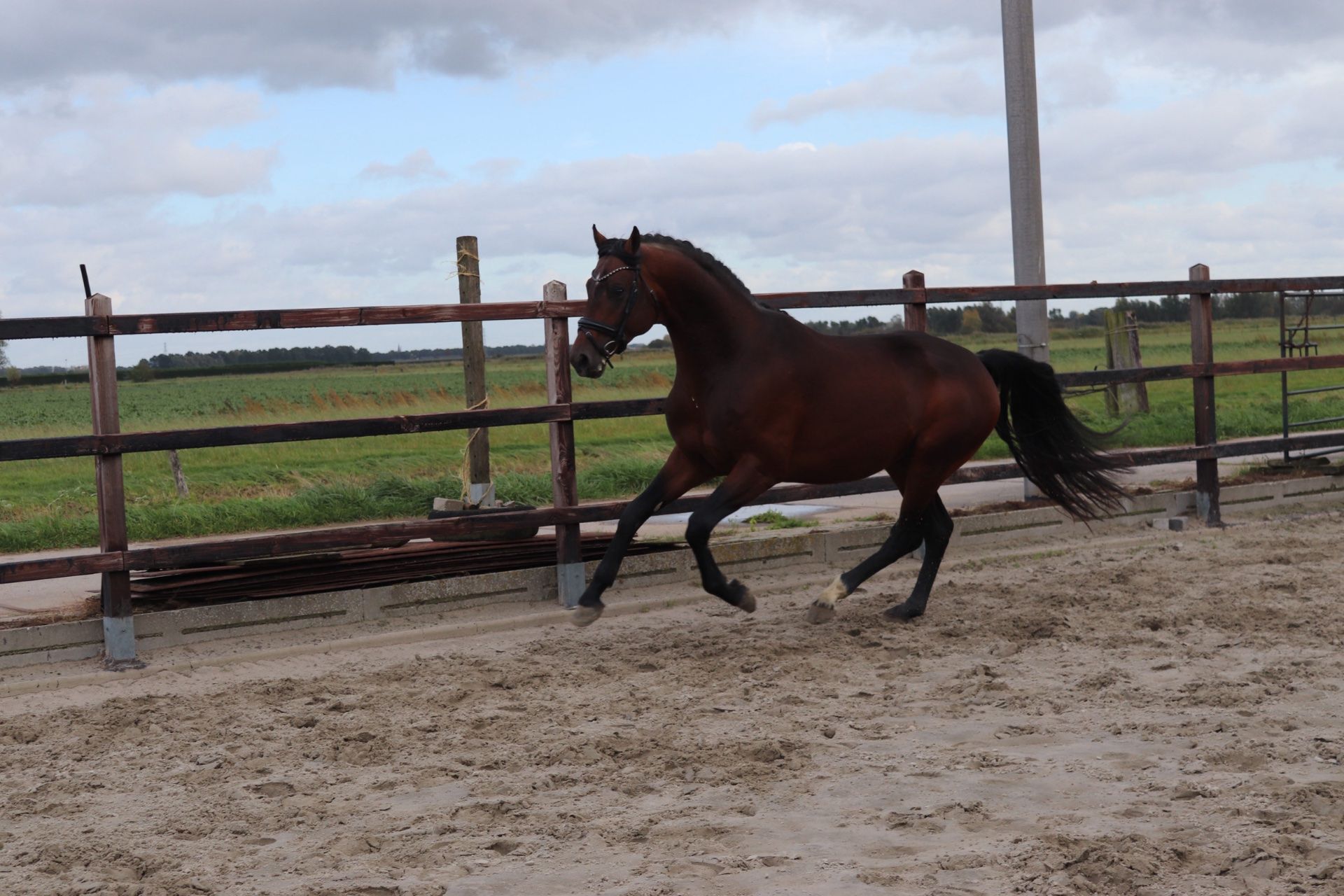 dressuurpaard hengst 3 años en venta - Foto 4
