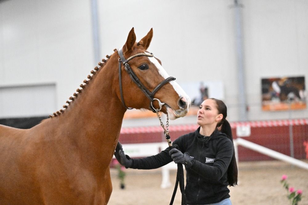 Night Surprise Z (Nixon vt Meulenhof, x Big Star JR,x Quidam son)