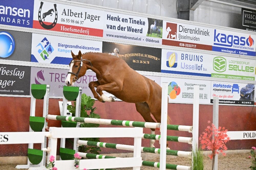 Zangersheide springpaard Merrie 3 ani de vânzare - Foto 3