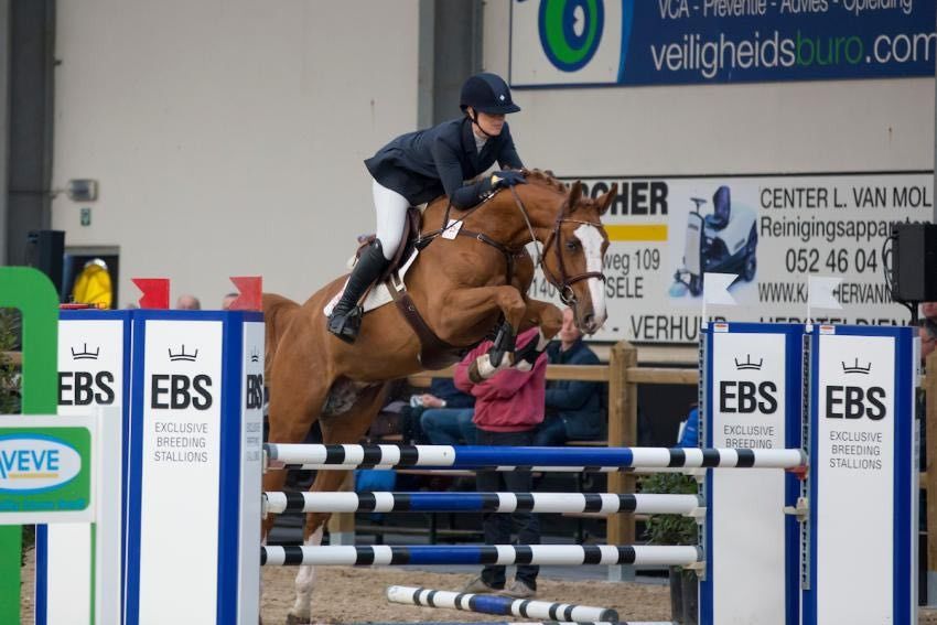 Zangersheide springpaard Merrie 3 ani de vânzare - Foto 5