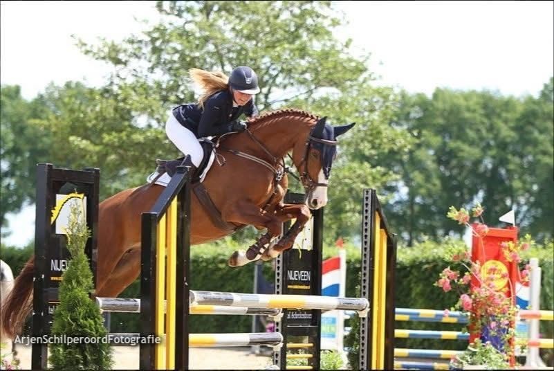 Zangersheide springpaard Merrie 3 ani de vânzare - Foto 4