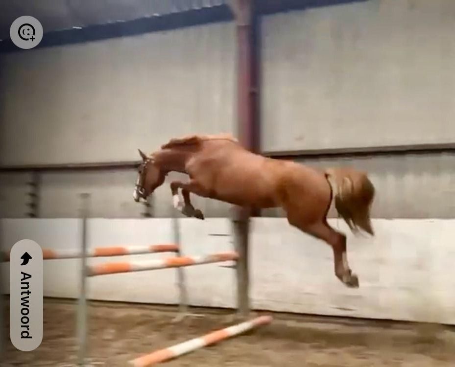 Zangersheide springpaard Merrie 3 ani de vânzare - Foto 2