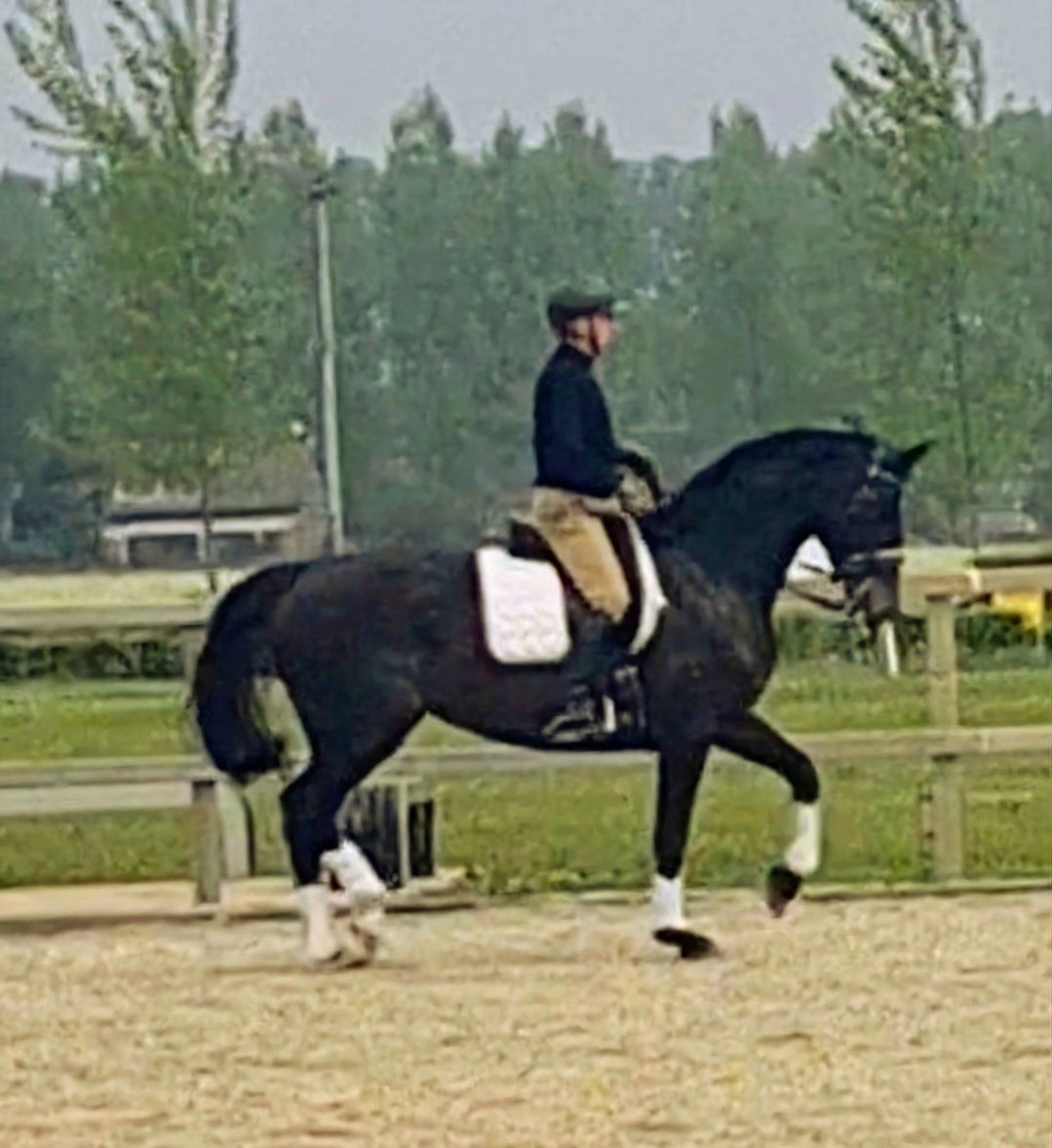 zangersheide allrounder merrie 12 years old zwart for sale - Photo 6