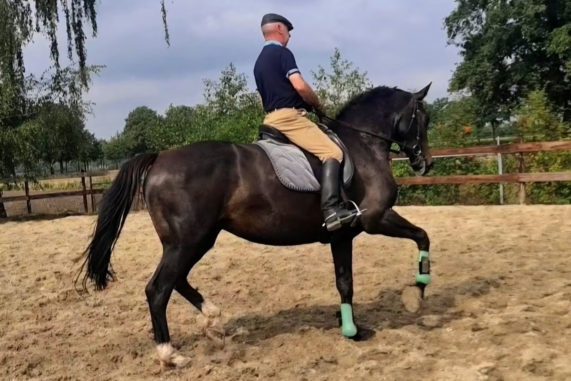 zangersheide allrounder merrie 12 years old zwart for sale - Photo 3