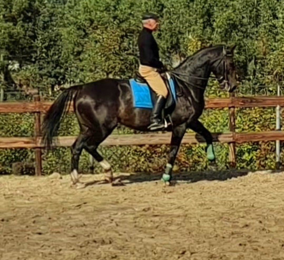 zangersheide allrounder merrie 12 years old zwart for sale - Photo 4
