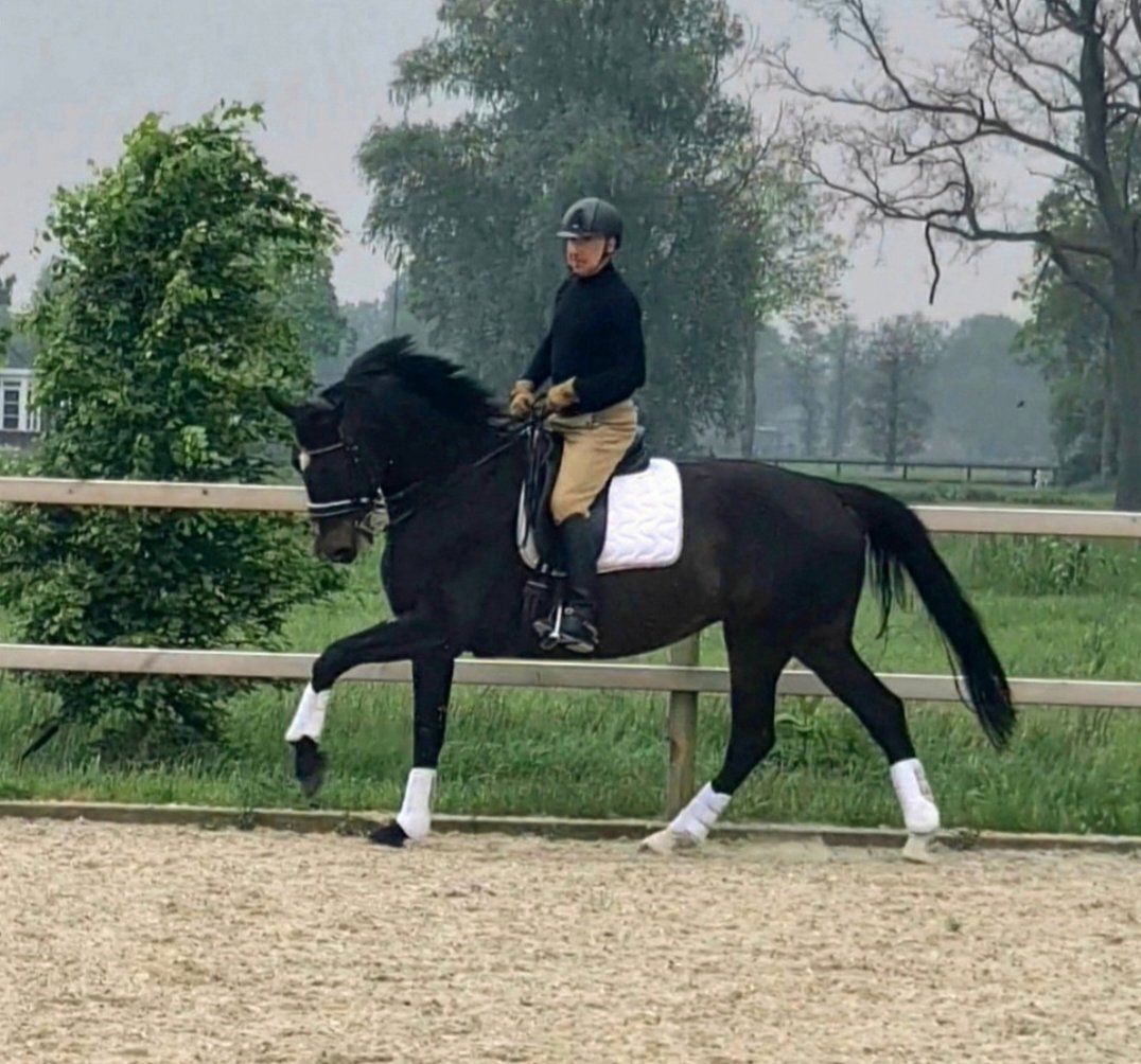 zangersheide allrounder merrie 12 years old zwart for sale - Photo 5