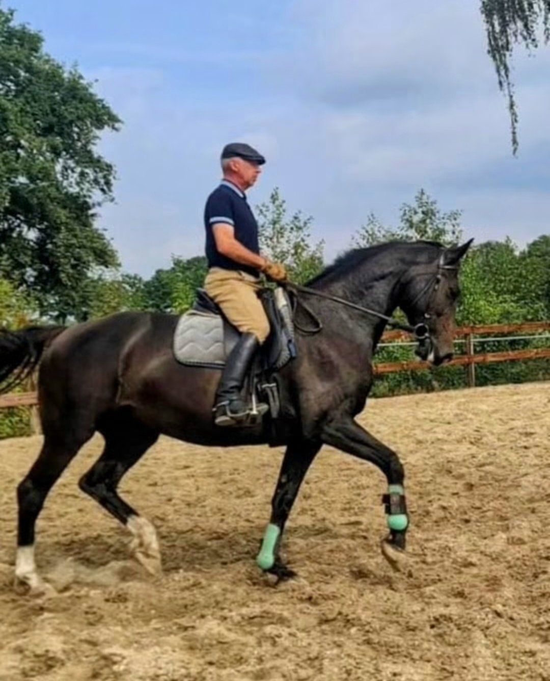 zangersheide allrounder merrie 12 years old zwart for sale - Photo 2