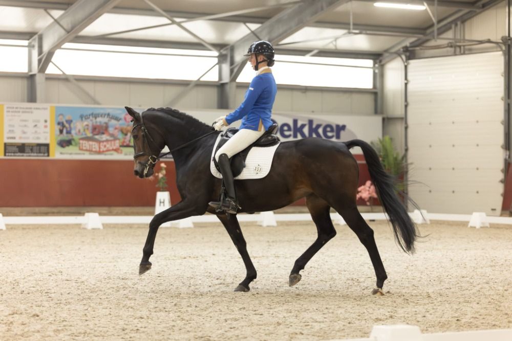 KWPN dressuurpaard Merrie 6 jaar Donkerbruin te koop - Hoofdfoto
