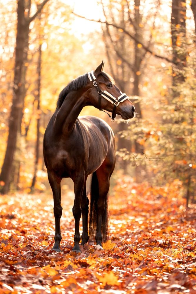 KWPN dressuurpaard Merrie 6 jaar Donkerbruin te koop - Foto 4
