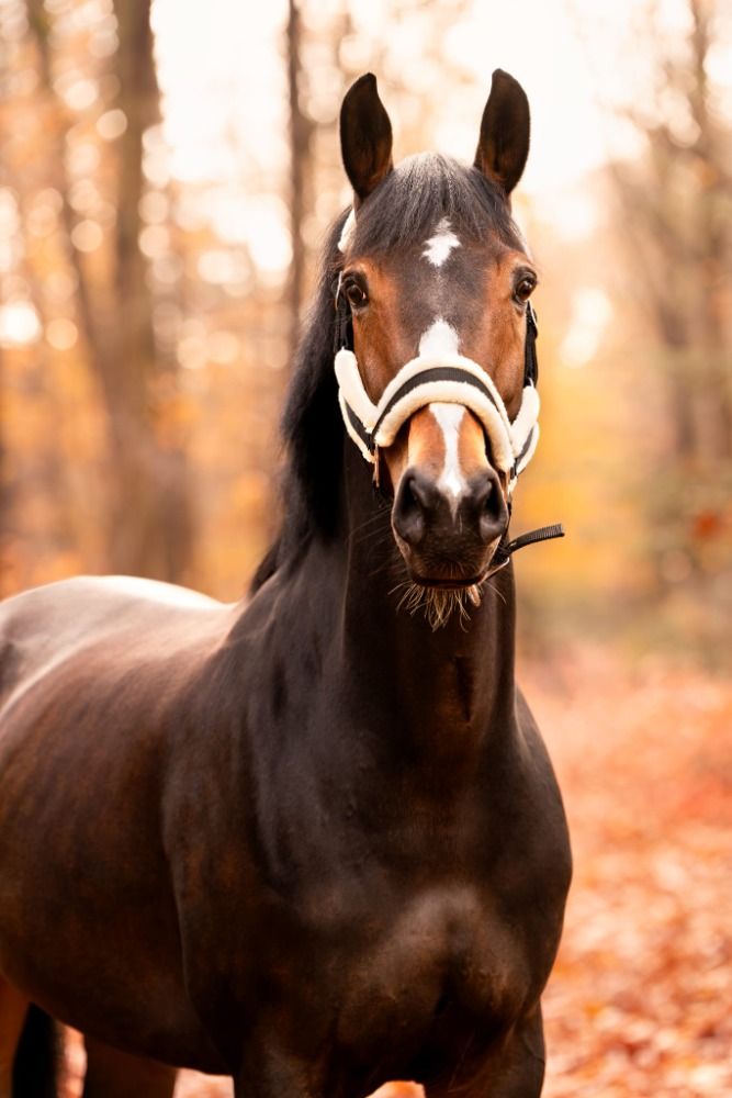 KWPN dressuurpaard Merrie 6 jaar Donkerbruin te koop - Foto 5