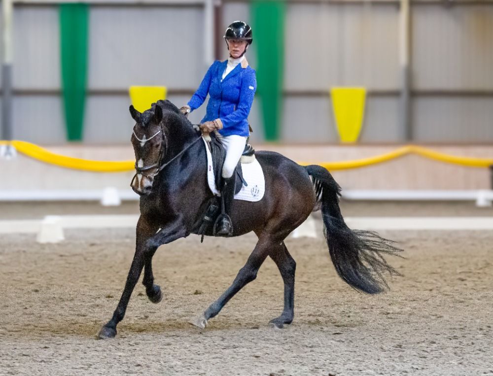 KWPN dressuurpaard Merrie 6 jaar Donkerbruin te koop - Foto 2